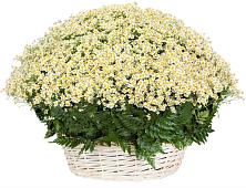 Цветочная композиция из Ромашки в корзине #REPLACE_PRED# Дичне